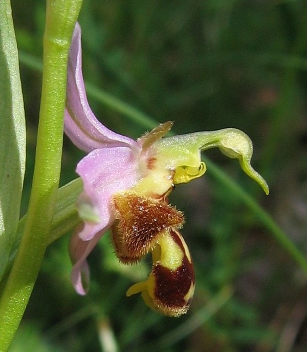 Ophrys apifera